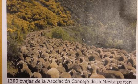 trashumancia_v_pardillo.jpg